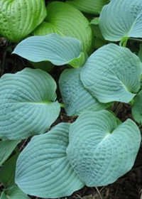 Hosta 'Blueberry Muffin'